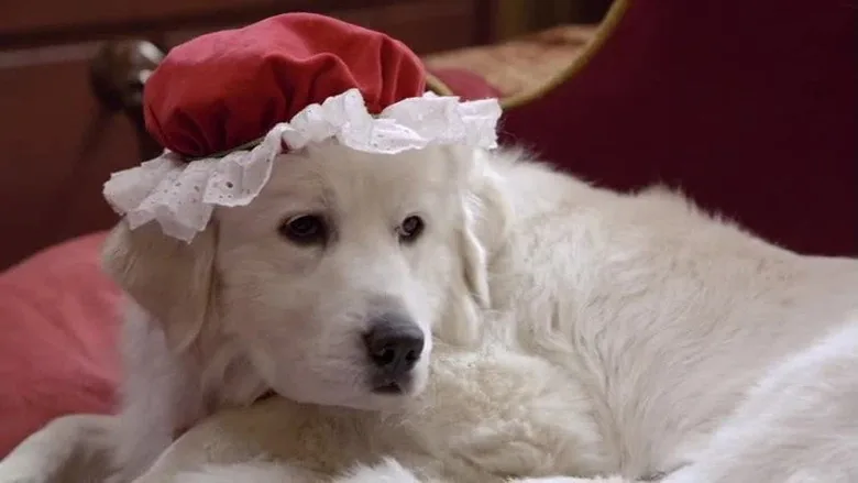 Yeni Yıl Köpekleri 2 sahne 4