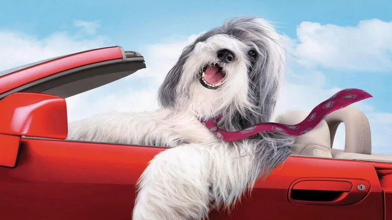 Bak Şu Köpeğe sahne 1